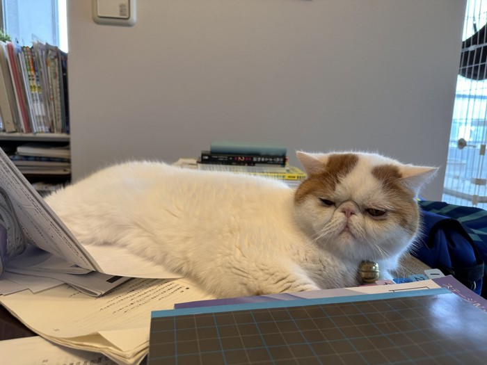 ノートの上に乗る猫