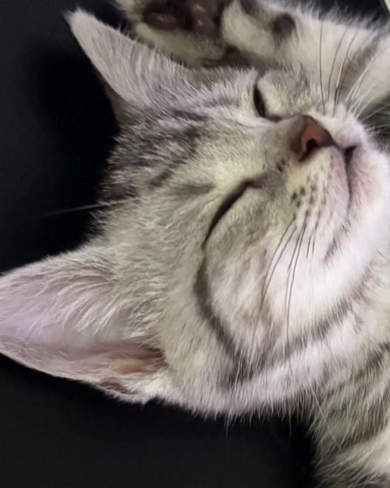 眠る子猫の顔アップ