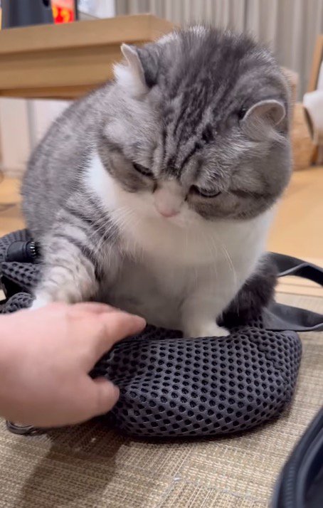 体に触れてくる飼い主の手に前足を乗せる猫