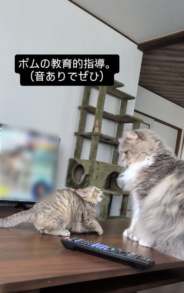 サイベリアンにケンカを売る子猫
