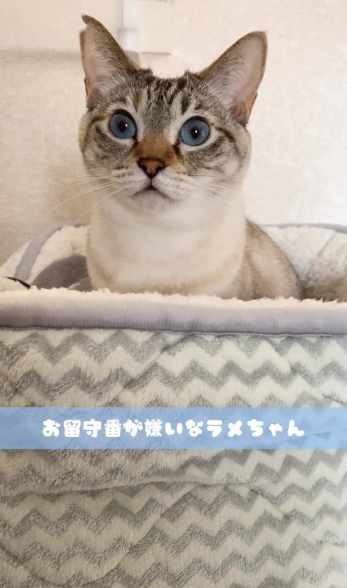 猫ベッドの上でお座りしている猫