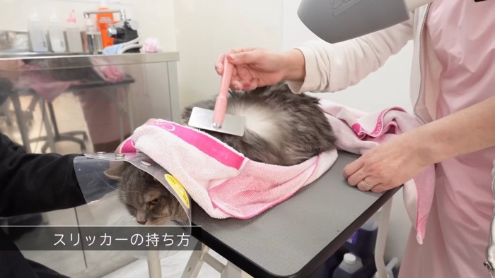 ブラッシングされる猫