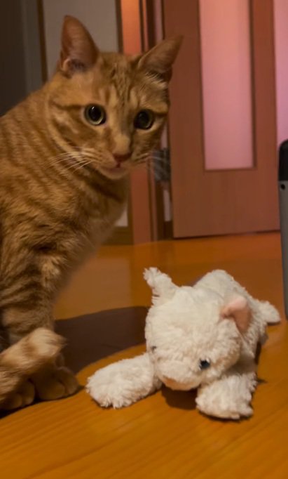 ぬいぐるみのそばにいる猫