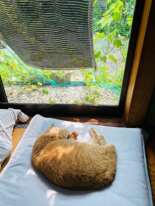 座布団で寝る猫