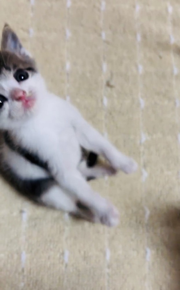 バランスを崩し後ろに転びそうな子猫