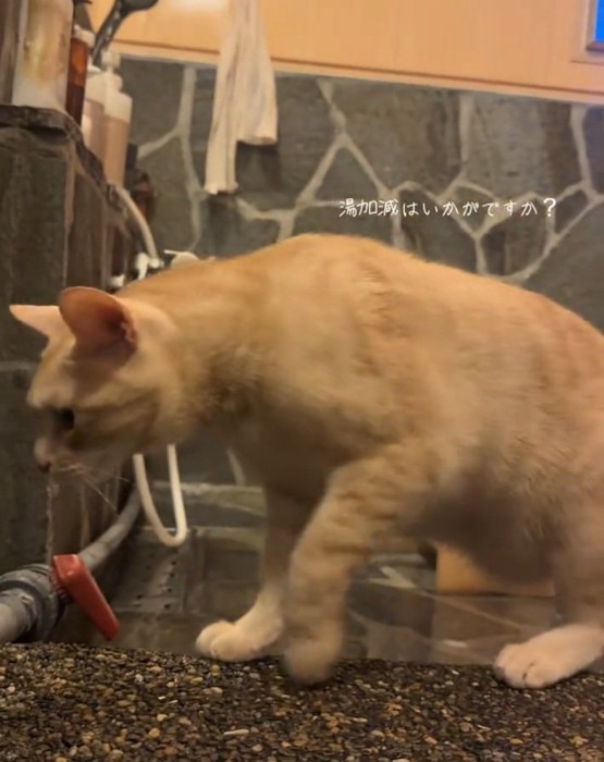 近づいてくる猫