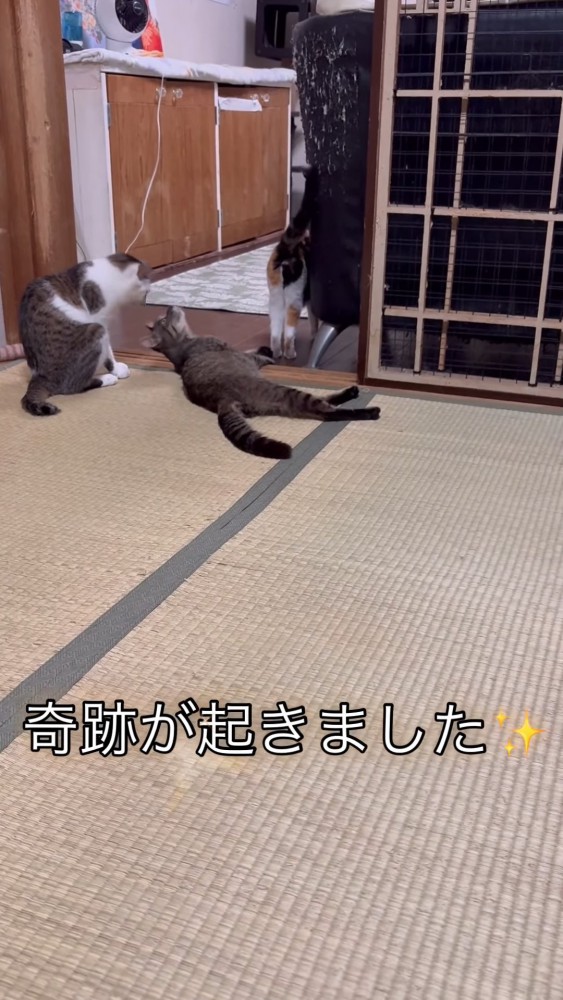 横になる猫