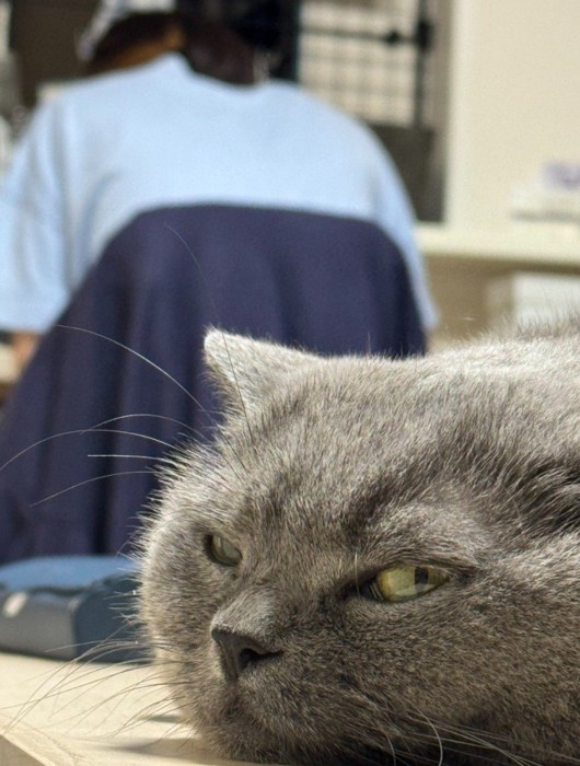 つまらなそうな猫