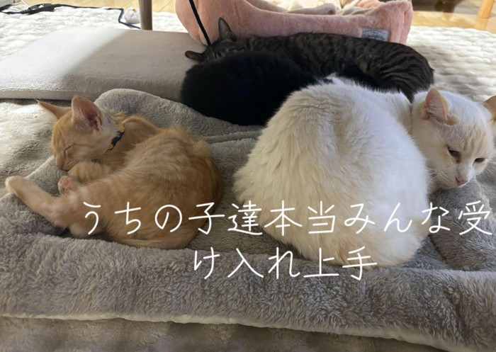 一緒に寝る3匹の猫