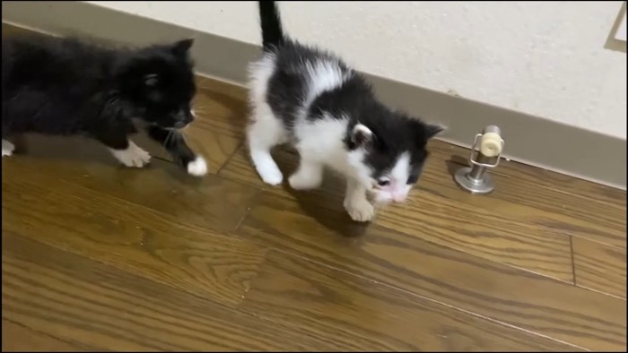 歩く子猫たち