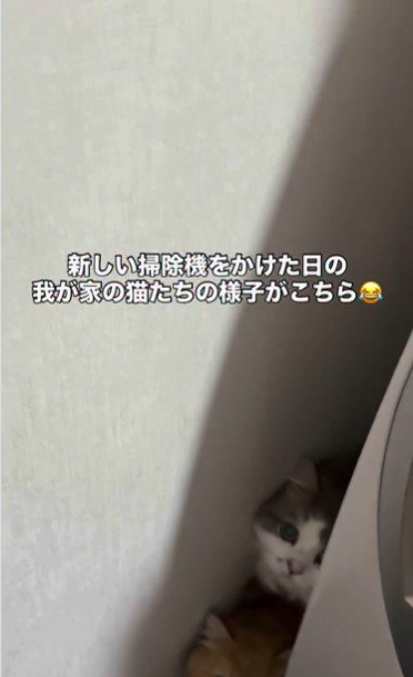 洗濯機の裏に隠れている猫
