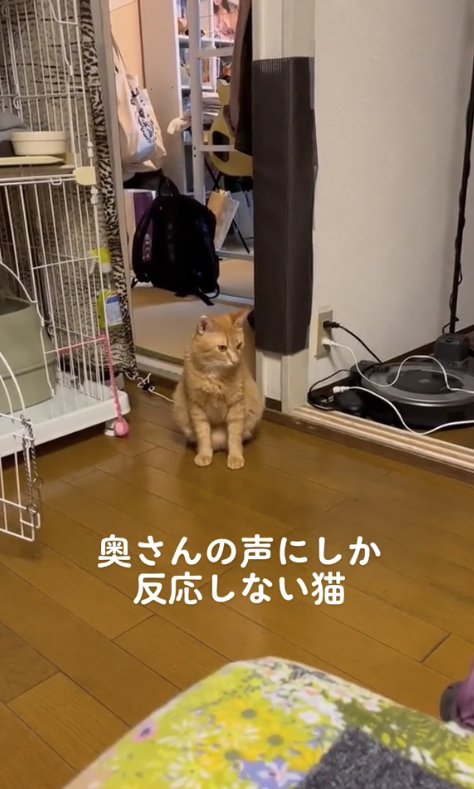 ケージの近くでお座りをして斜め下を向く猫