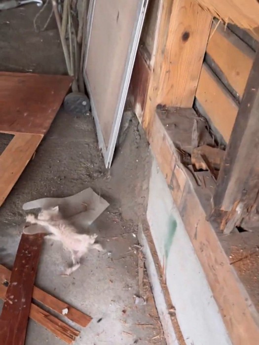 地面に転がる子猫