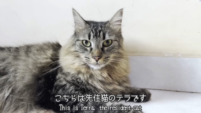 休む猫