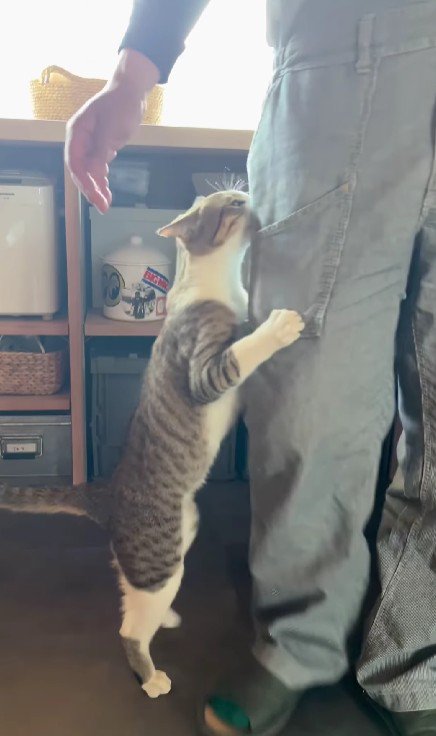 飼い主の脚にしがみつく猫