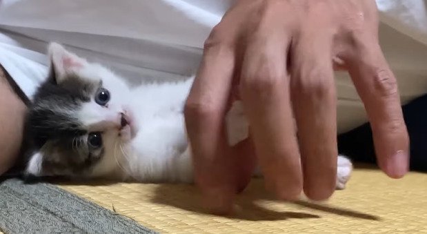 パパさんと添い寝する子猫