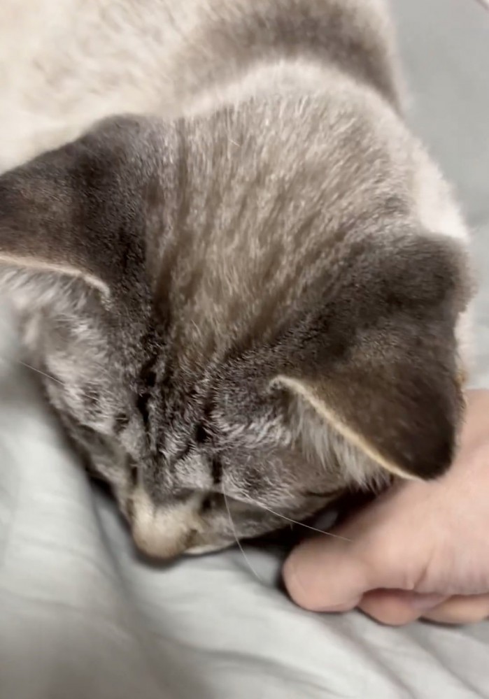 顔で抱えこむ猫