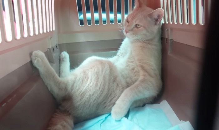 キャリーケースの中の猫