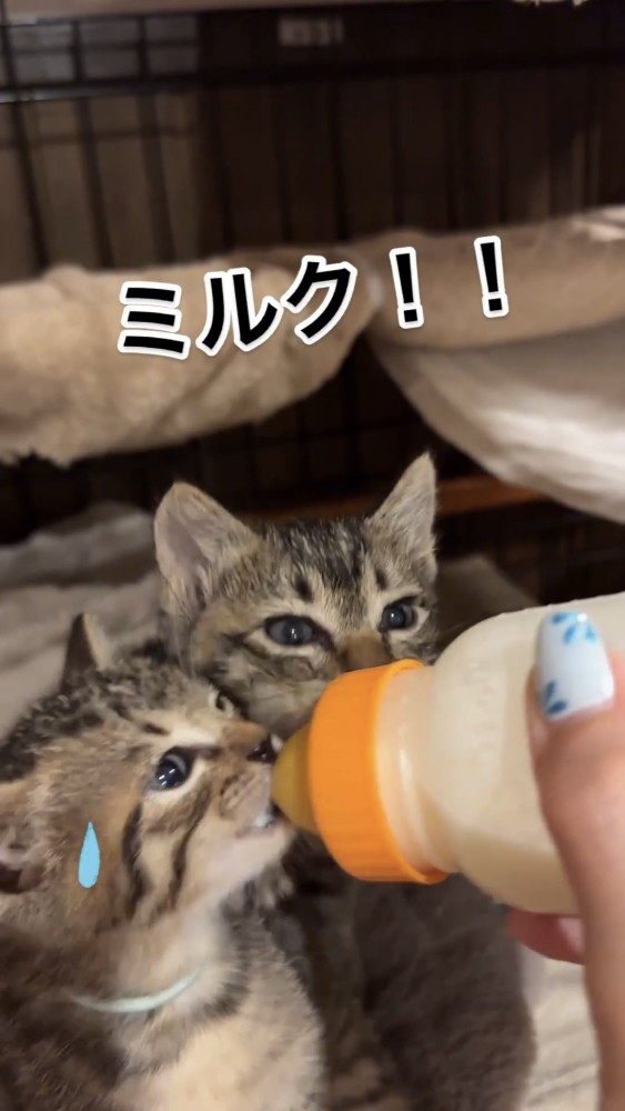 ミルクを奪い合う子猫