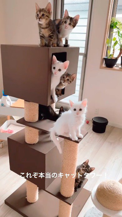猫じゃらしを見つめる子猫たち