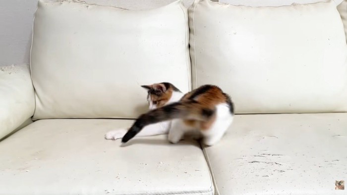 しっぽを追いかける子猫