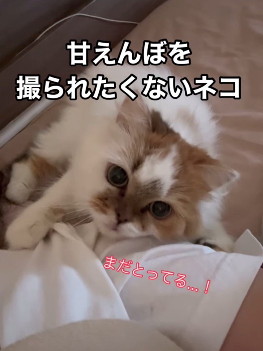 見上げる猫