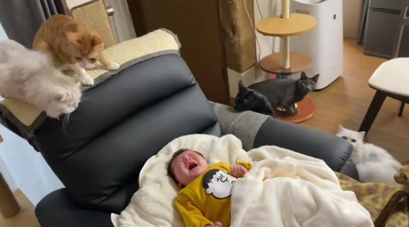 泣いている赤ちゃんと猫たち