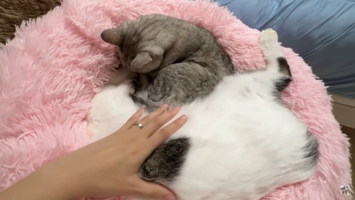 飼い主に撫でられる猫