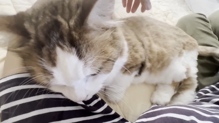 頭頂部のアップ