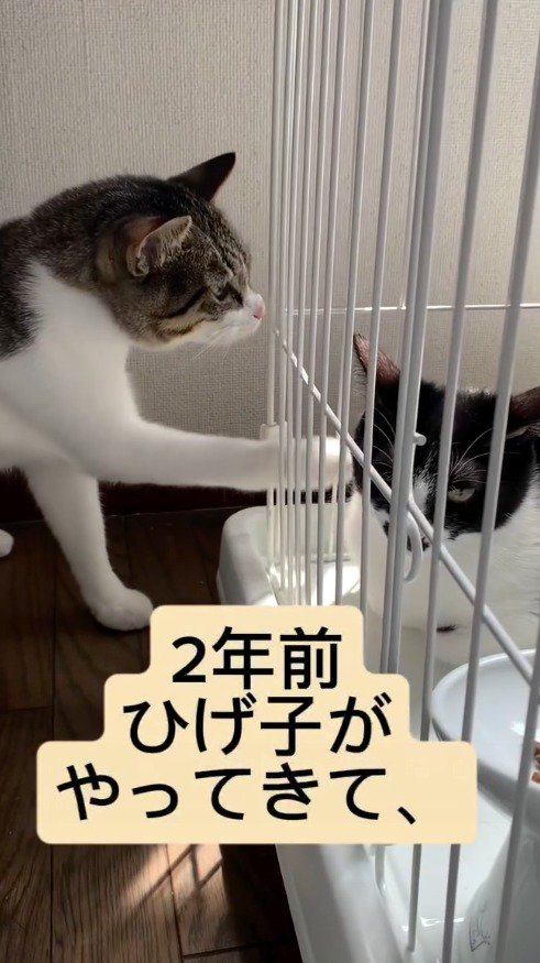 ハチワレ猫の入っているケージに前足を入れるキジ白猫