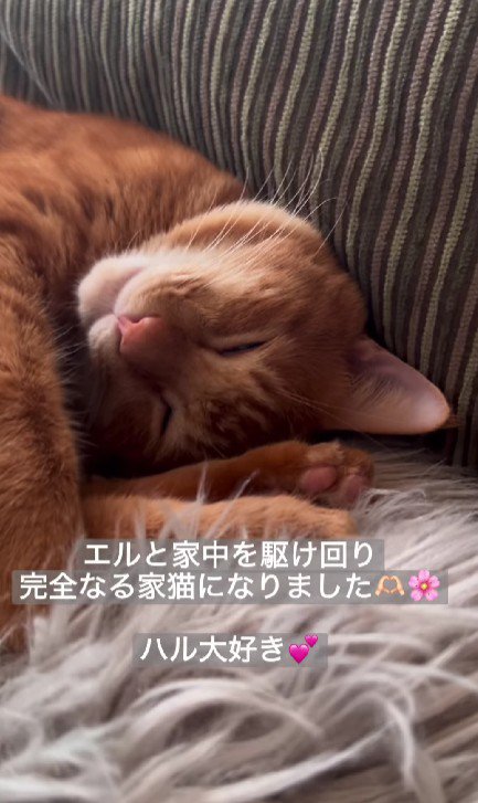 眠る猫