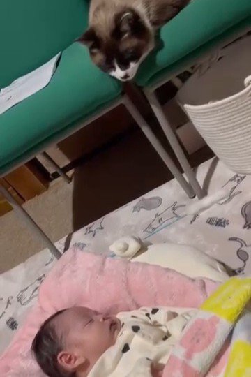 イスに乗って赤ちゃんを見ている猫