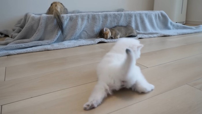 しっぽを立てる子猫