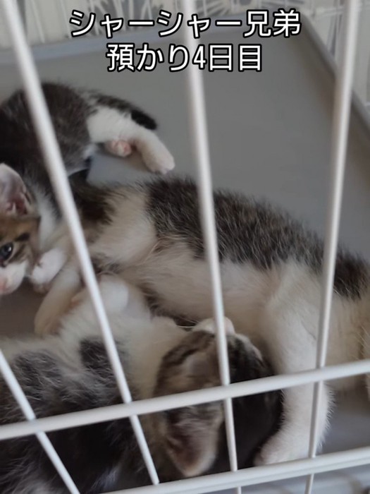 ケージの中にいる子猫たち
