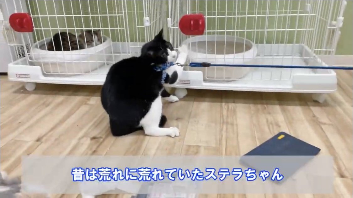 リードを着けられた猫