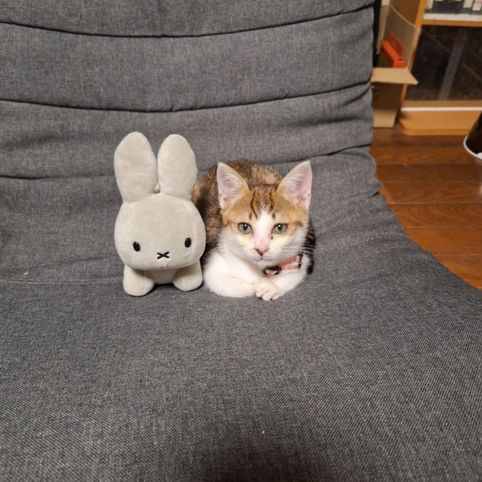 ぬいぐるみと並んで座る子猫