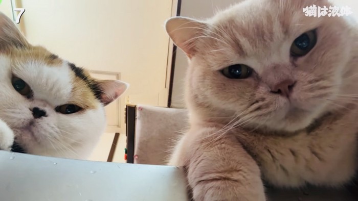 ママの洗い物を見つめる2匹のブリティッシュショートヘア