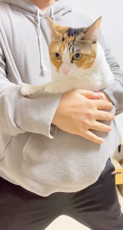 飼い主の腹部のポケットに収まる三毛猫