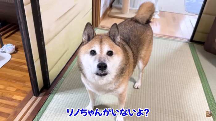 足りないと訴える犬