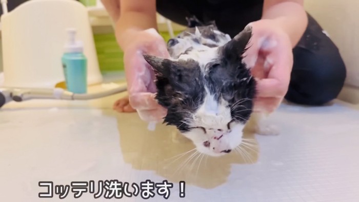 パパに首をシャンプーされる白黒猫