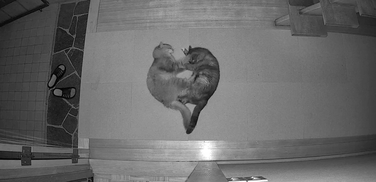 暗視カメラに映る猫二匹