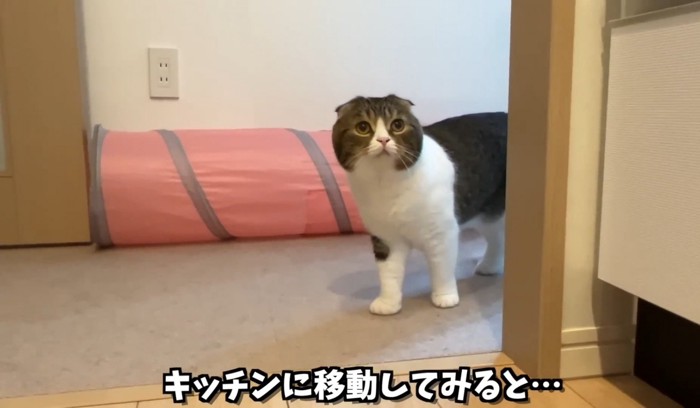 見上げる猫