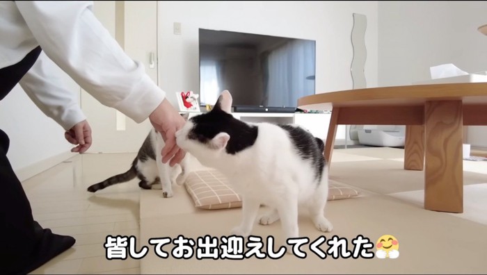 女性の手に顔を擦り付ける黒ブチ猫