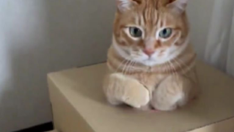 段ボールで遊ぶ猫