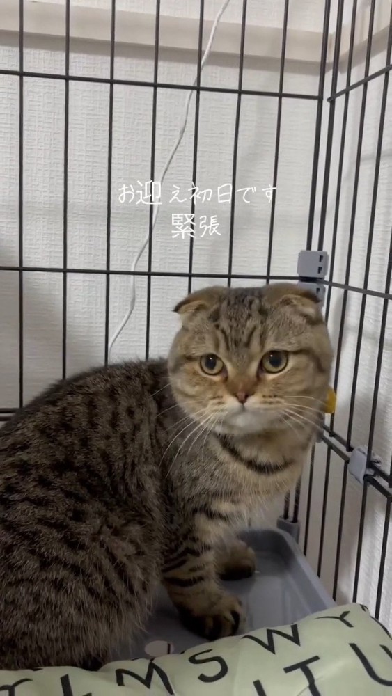 お迎え初日の猫さん