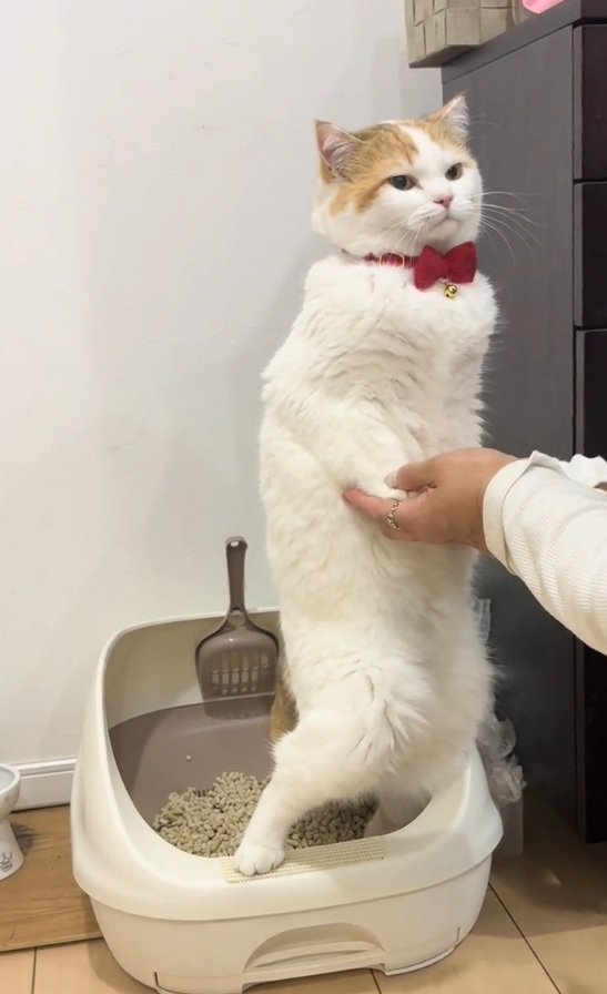 必死なリリィちゃん