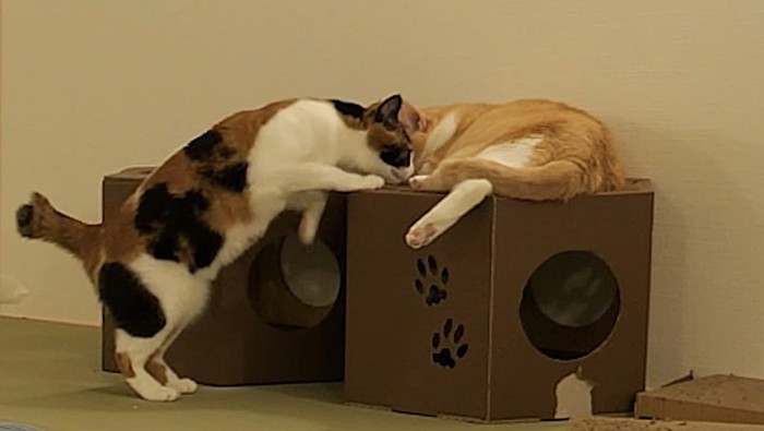 箱に手をかける猫と箱の上で寝る猫