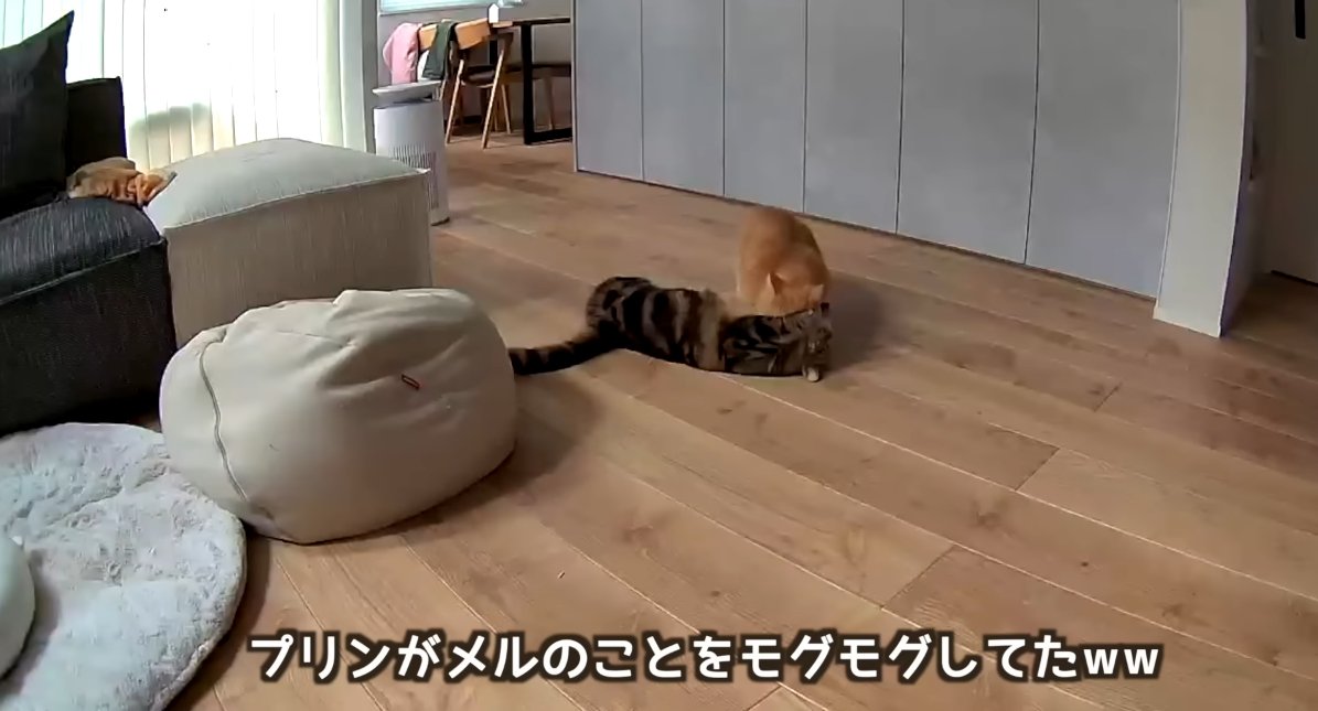 モグモグしてた