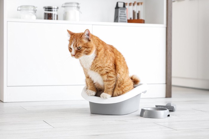 部屋の真ん中の小さいトイレと排泄中の猫