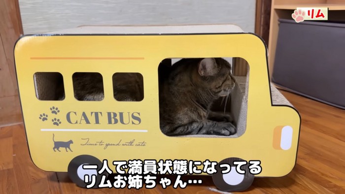 爪とぎの中に入っている猫